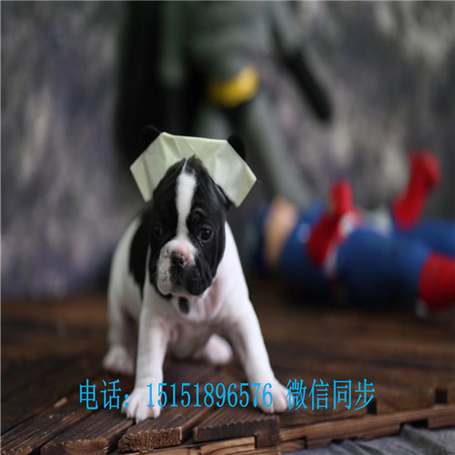 揭秘小巷深處的特色小店，獨(dú)家報(bào)道2017法牛價(jià)格行情