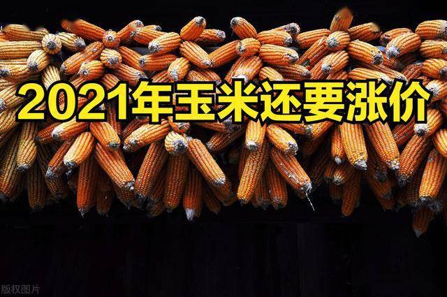 新鄉(xiāng)玉米最新價格揭秘，巷弄深處的秘密寶藏！
