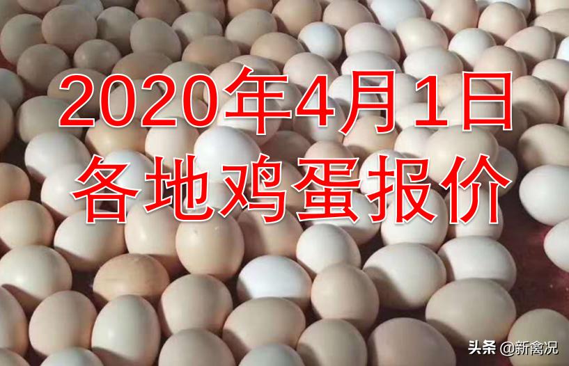 新牧網(wǎng)廣東雞價(jià)最新動(dòng)態(tài)，變化中的機(jī)遇與挑戰(zhàn)的超越之旅